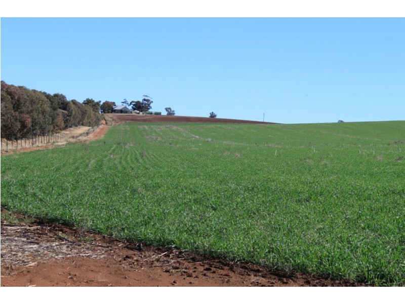 Kelvin Grove, Byrnes Road, Junee NSW 2663