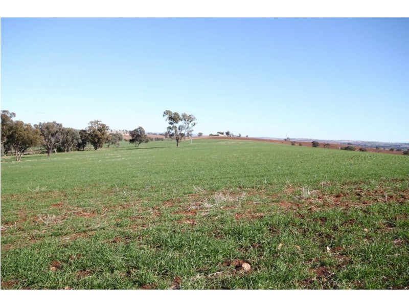 Kelvin Grove, Byrnes Road, Junee NSW 2663