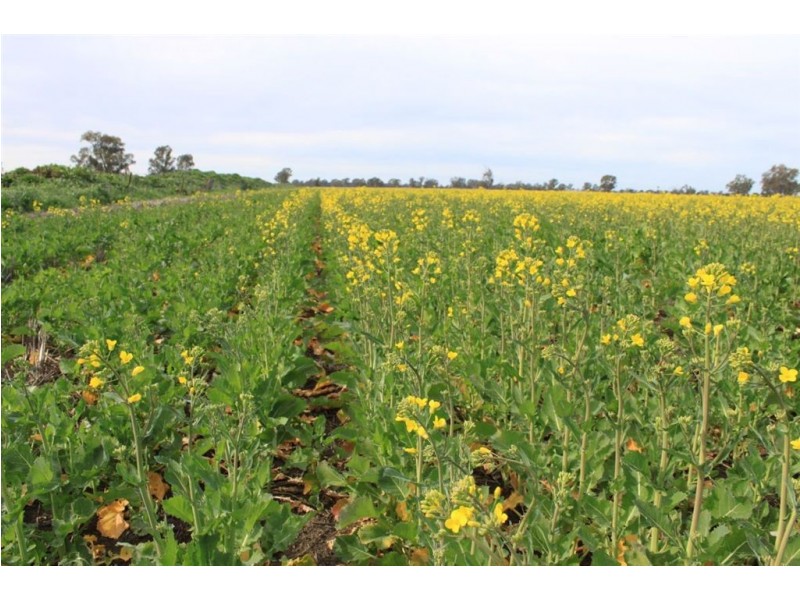 Kywong & Roughwood, Sturt Highway, Galore NSW 2650