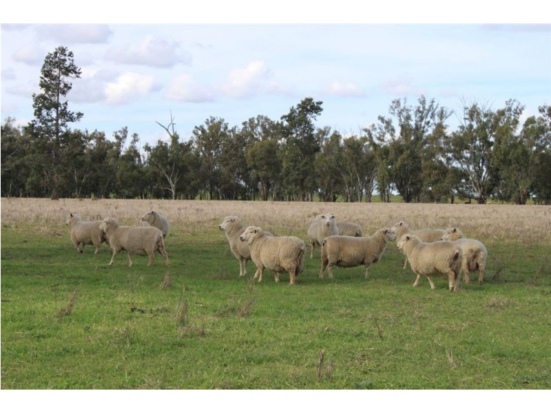 Kywong & Roughwood, Sturt Highway, Galore NSW 2650