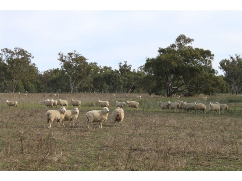 Kywong & Roughwood, Sturt Highway, Galore NSW 2650