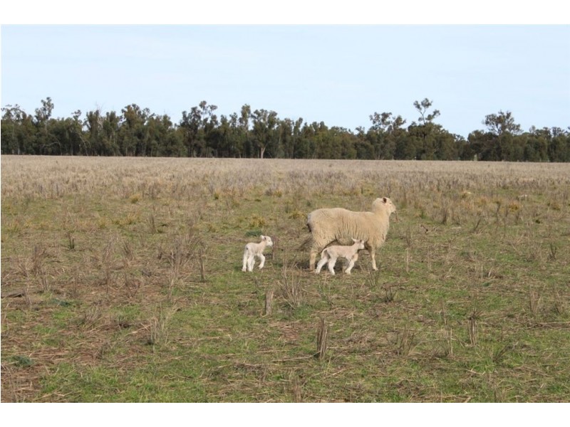 Kywong & Roughwood, Sturt Highway, Galore NSW 2650