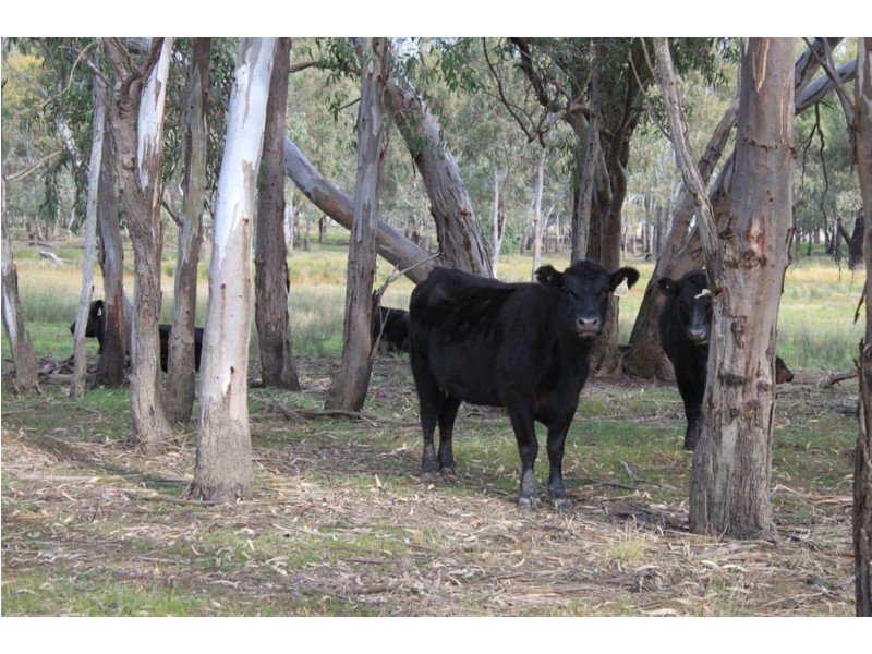 Kywong & Roughwood, Sturt Highway, Galore NSW 2650