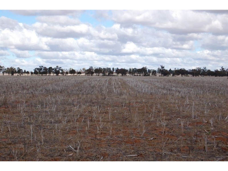 Racetrack Canola Way, Ganmain NSW 2702
