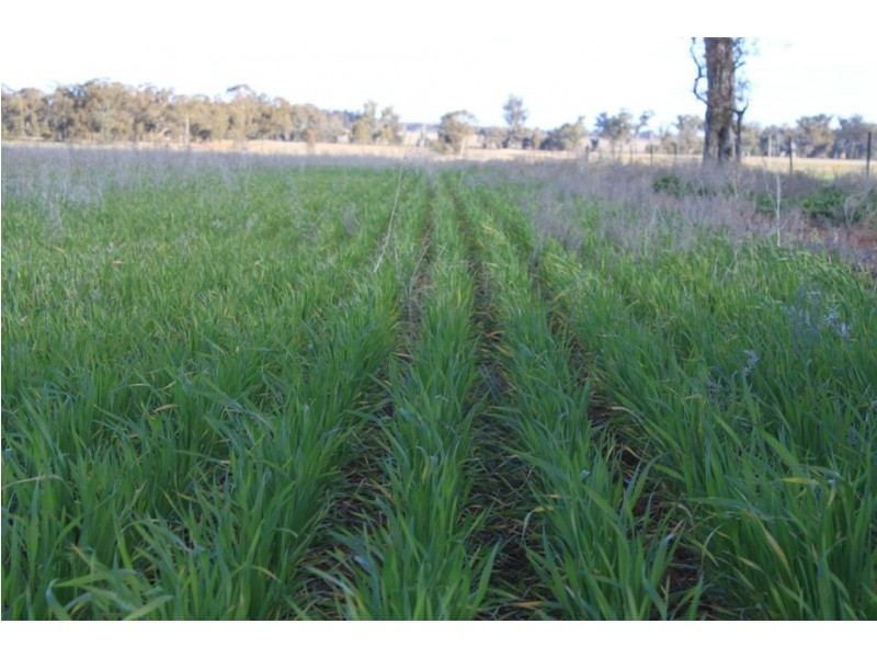 Carroll’s Canola Way, Ganmain NSW 2702