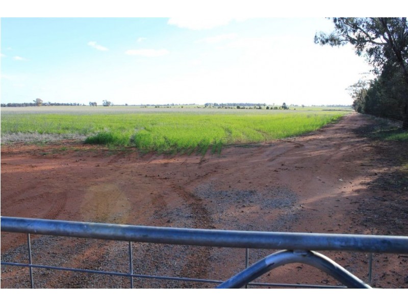 Carroll’s Canola Way, Ganmain NSW 2702