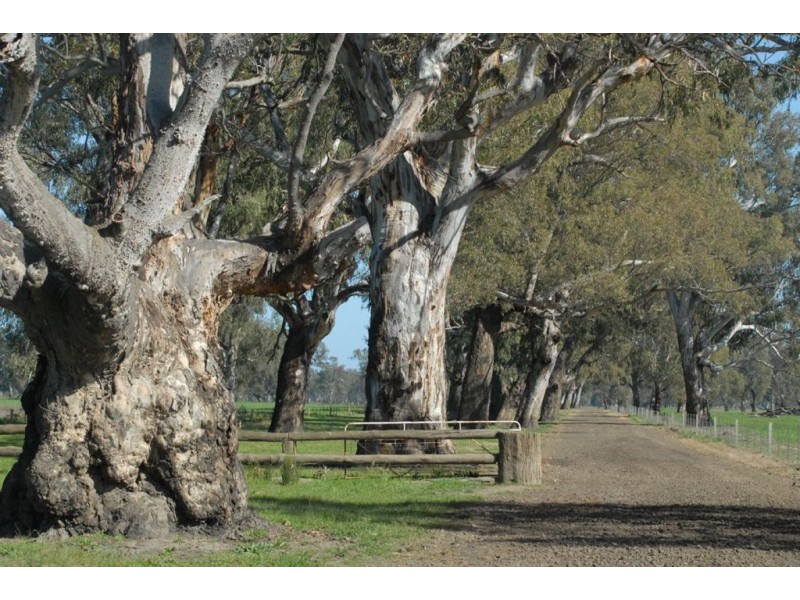 Berryjerry Station, 190 Berry Jerry Lane, Wagga Wagga NSW 2650