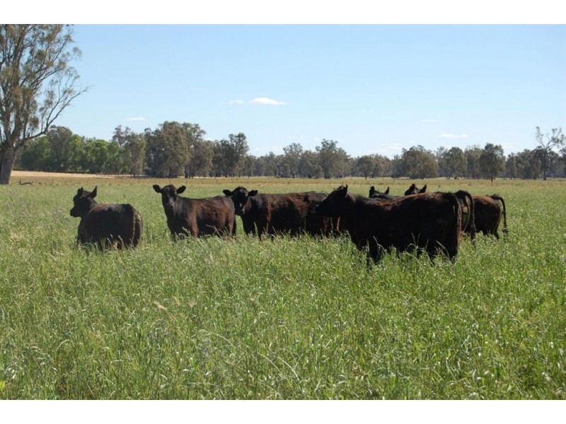 Berryjerry Station, 190 Berry Jerry Lane, Wagga Wagga NSW 2650
