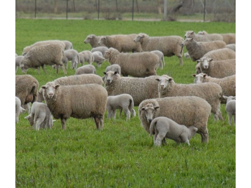 Berryjerry Station, 190 Berry Jerry Lane, Wagga Wagga NSW 2650
