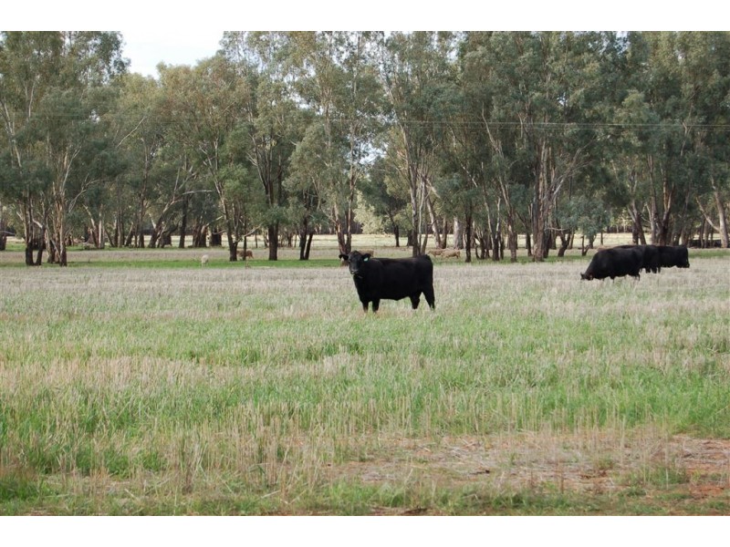 Berryjerry Station, 190 Berry Jerry Lane, Wagga Wagga NSW 2650