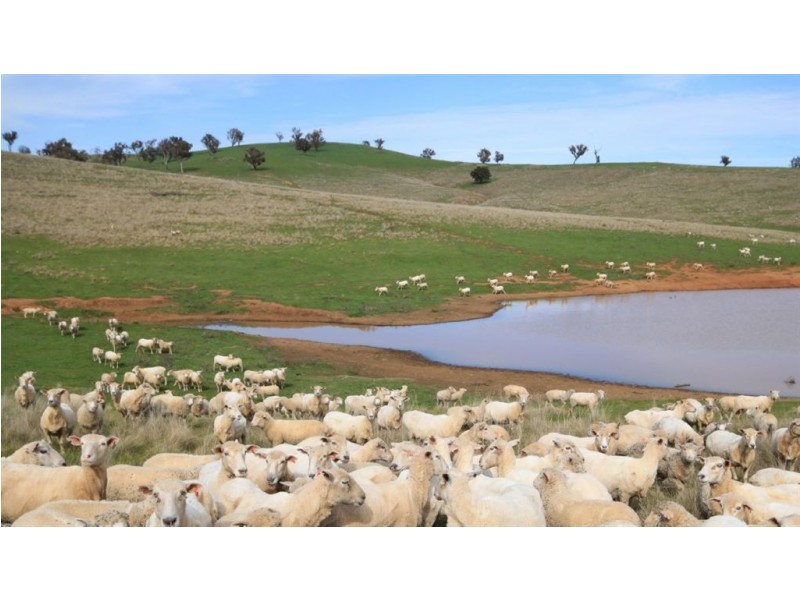 Gundagai NSW 2722