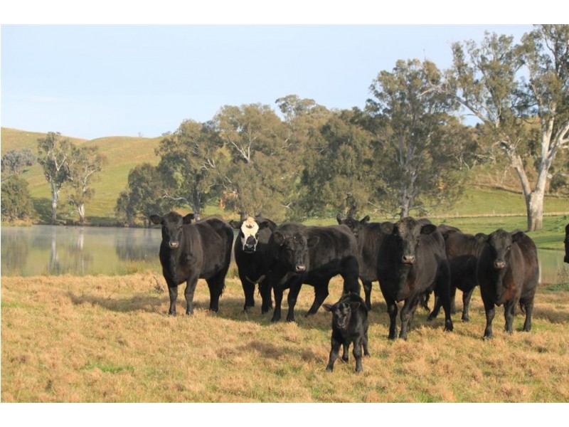 Gundagai NSW 2722