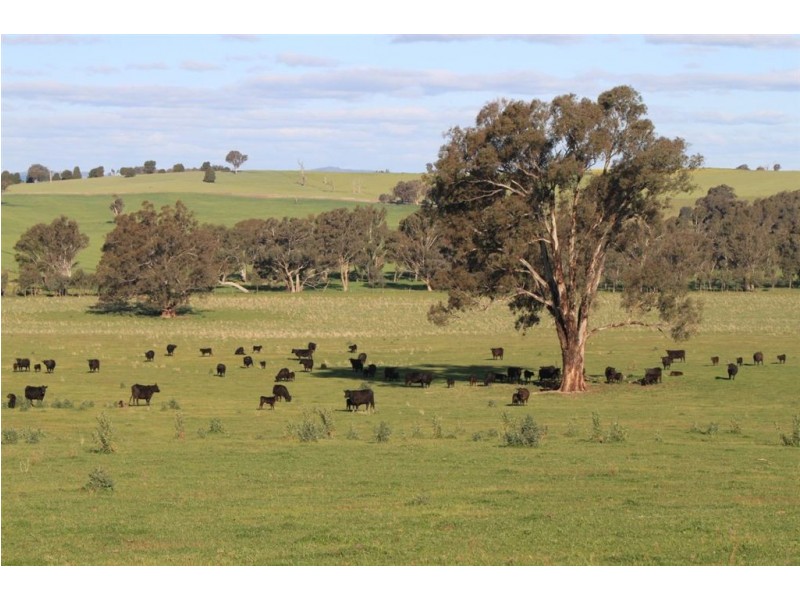 57 Henty Road, Mangoplah NSW 2652