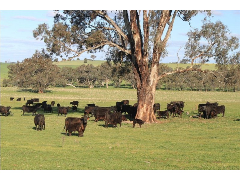 57 Henty Road, Mangoplah NSW 2652