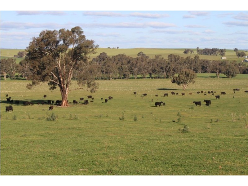 57 Henty Road, Mangoplah NSW 2652