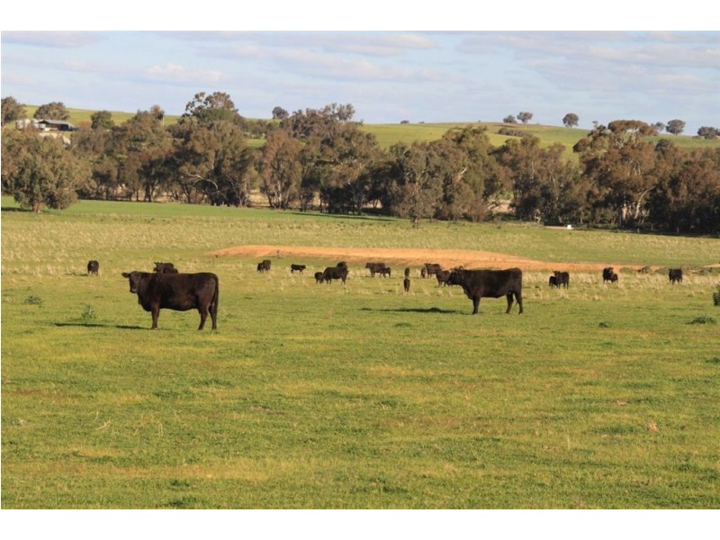 57 Henty Road, Mangoplah NSW 2652