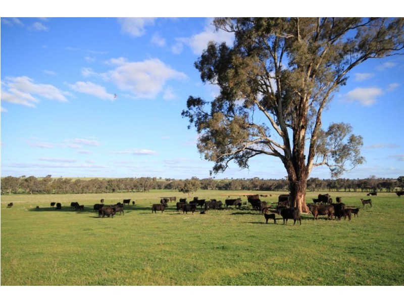 57 Henty Road, Mangoplah NSW 2652