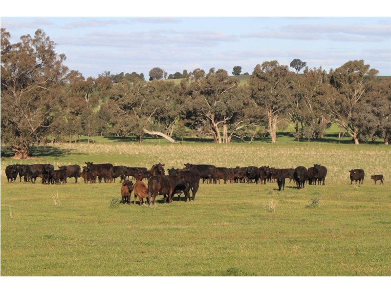 57 Henty Road, Mangoplah NSW 2652