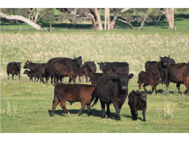 57 Henty Road, Mangoplah NSW 2652