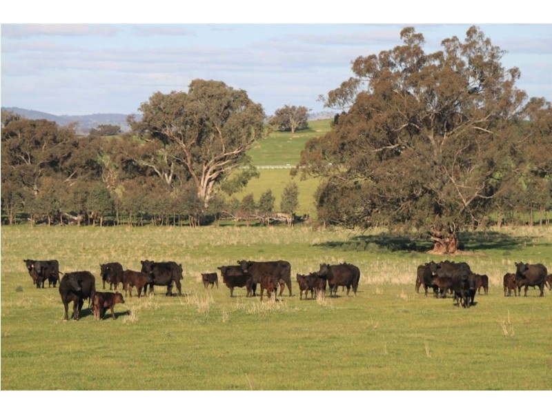 57 Henty Road, Mangoplah NSW 2652