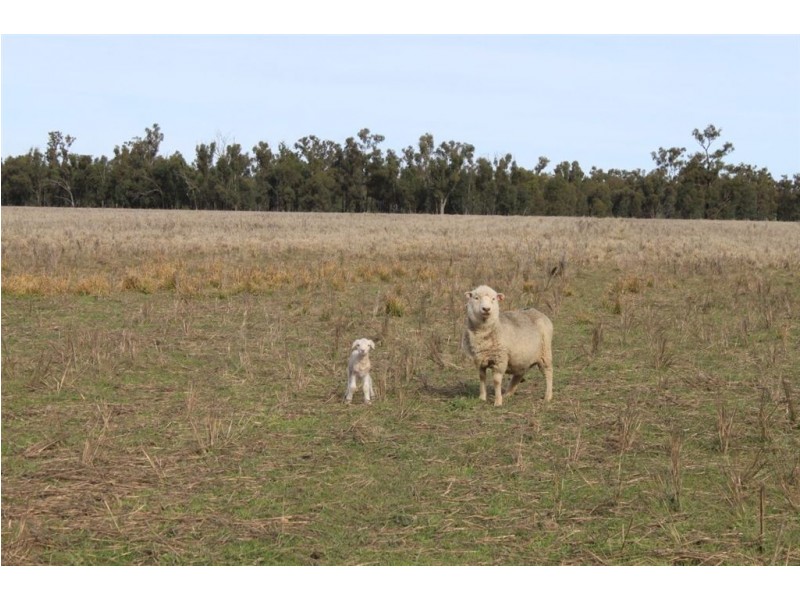 147 Sturt Highway, Galore NSW 2650