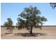138 Sturt Highway, Galore NSW 2650