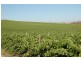 51 Wirrilla  Road, Jugiong NSW 2726