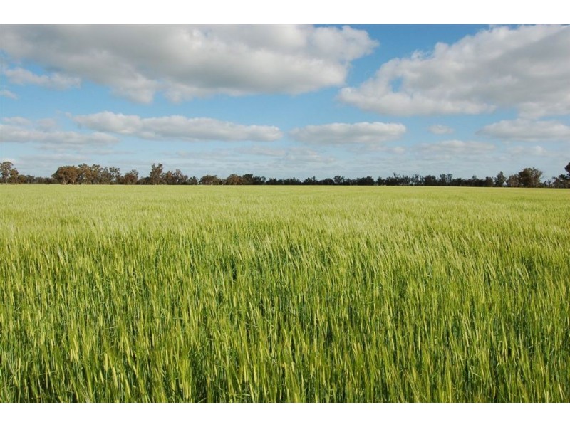 106 Tilyards Lane, Coolamon NSW 2701