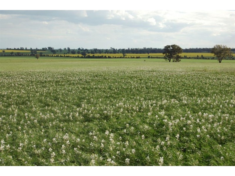 106 Tilyards Lane, Coolamon NSW 2701