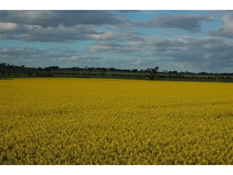 106 Tilyards Lane, Coolamon NSW 2701