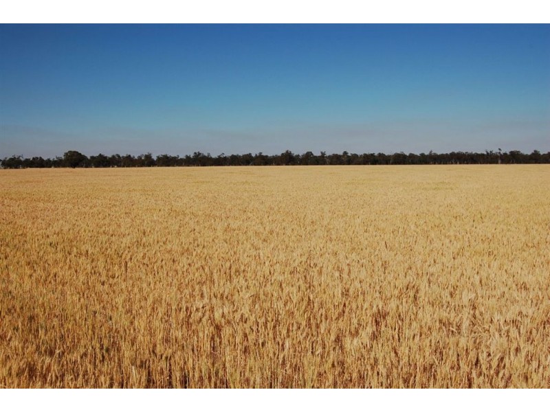 892 Ardlethan Road, Coolamon NSW 2701