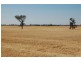 892 Ardlethan Road, Coolamon NSW 2701