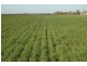 892 Ardlethan Road, Coolamon NSW 2701