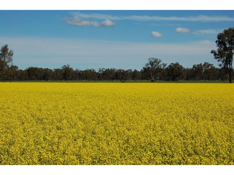 1902 Paintings Bridge Road, Narrandera NSW 2700