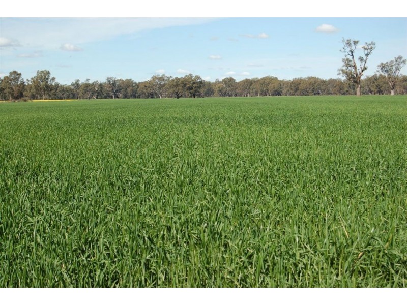 1902 Paintings Bridge Road, Narrandera NSW 2700