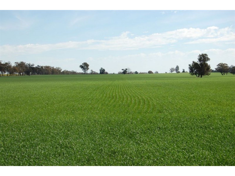 1902 Paintings Bridge Road, Narrandera NSW 2700