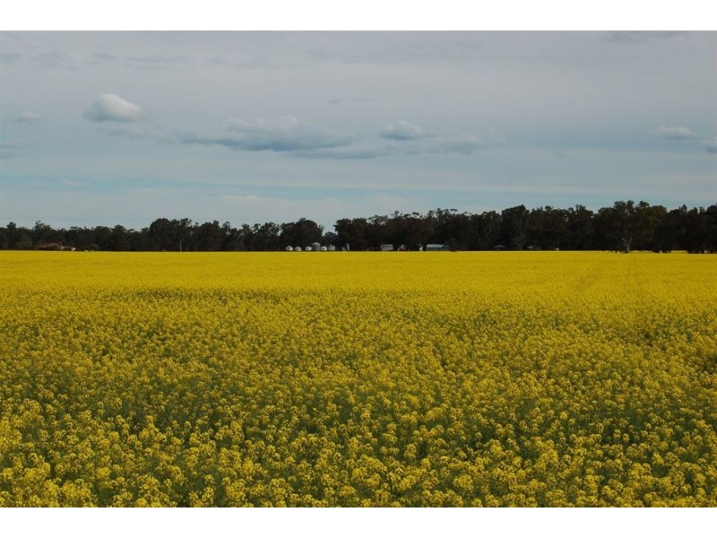 1902 Paintings Bridge Road, Narrandera NSW 2700