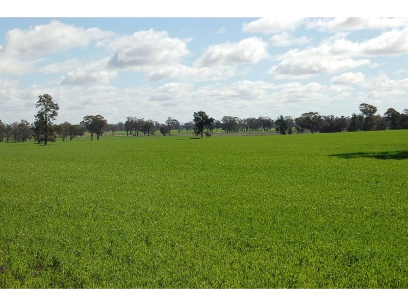 1902 Paintings Bridge Road, Narrandera NSW 2700