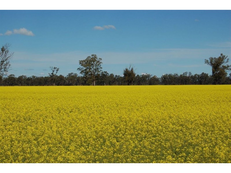 1902 Paintings Bridge Road, Narrandera NSW 2700