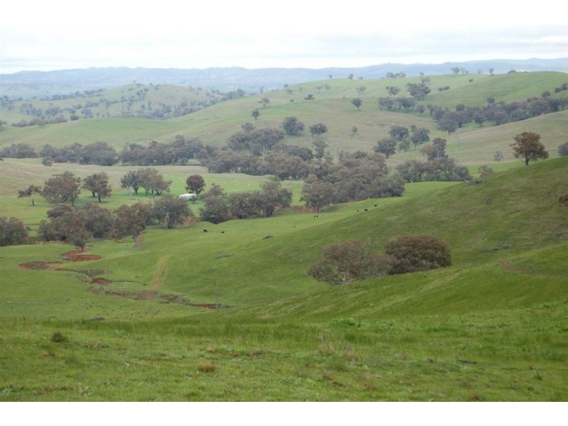 Nangus NSW 2722