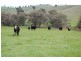 Nangus NSW 2722