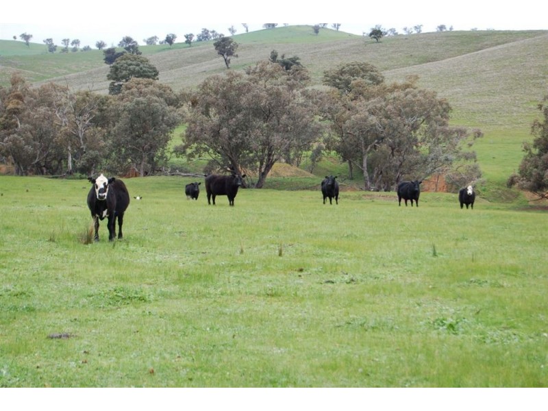 Nangus NSW 2722