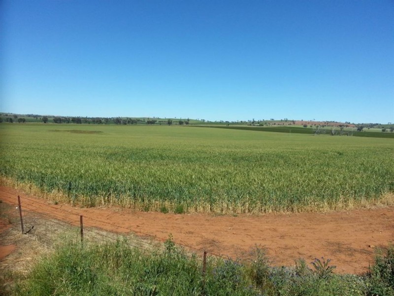 1143 Wantiool Road, Eurongilly NSW 2663