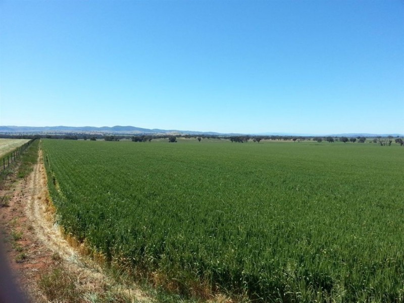 1143 Wantiool Road, Eurongilly NSW 2663