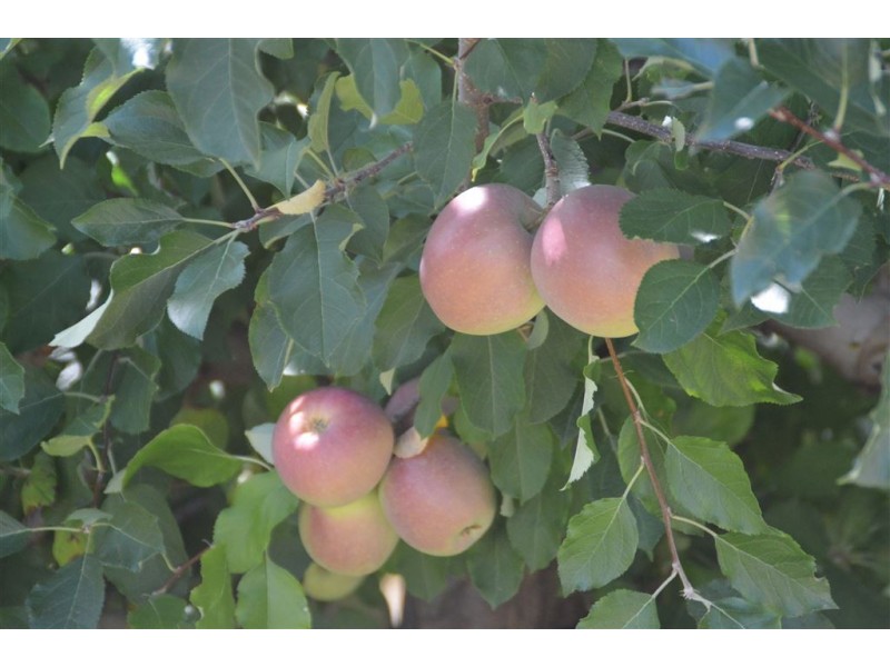 Orana 351 Willigobung Road, Tumbarumba NSW 2653