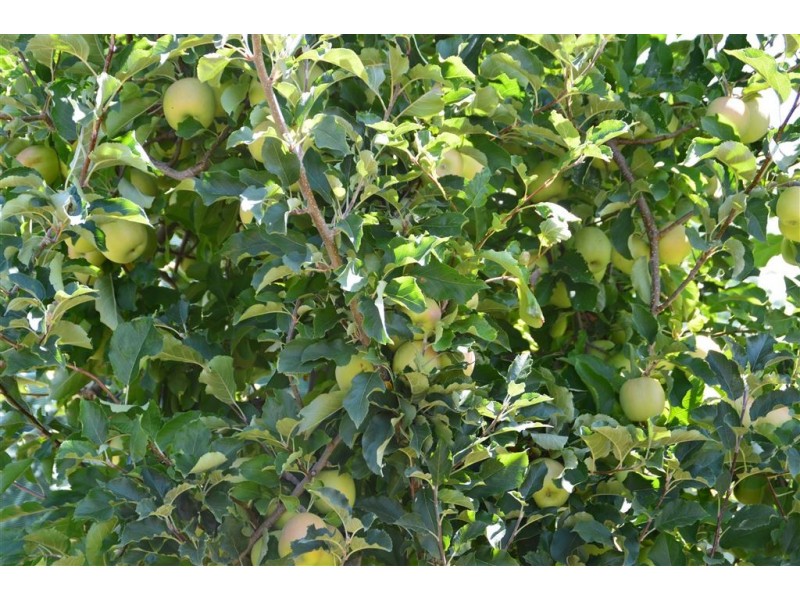 Orana 351 Willigobung Road, Tumbarumba NSW 2653