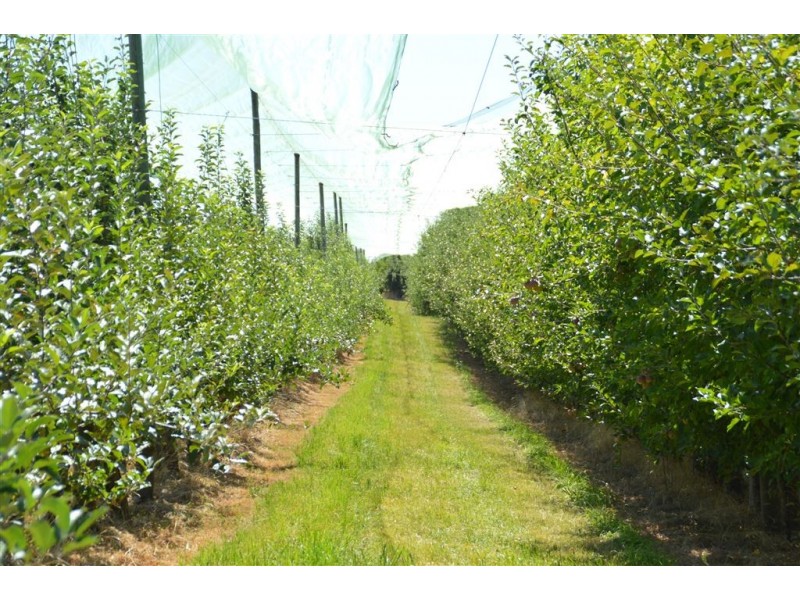 Orana 351 Willigobung Road, Tumbarumba NSW 2653