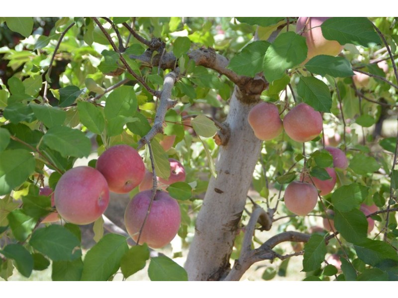 Orana 351 Willigobung Road, Tumbarumba NSW 2653