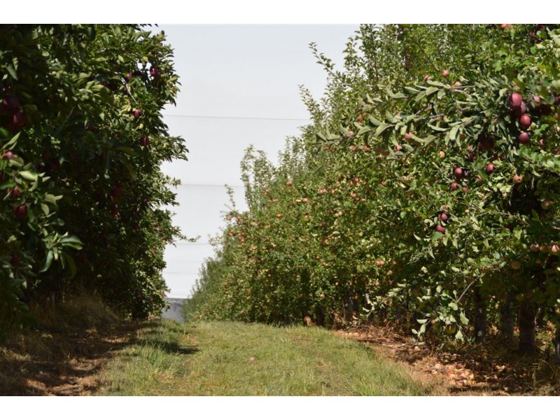 Orana 351 Willigobung Road, Tumbarumba NSW 2653