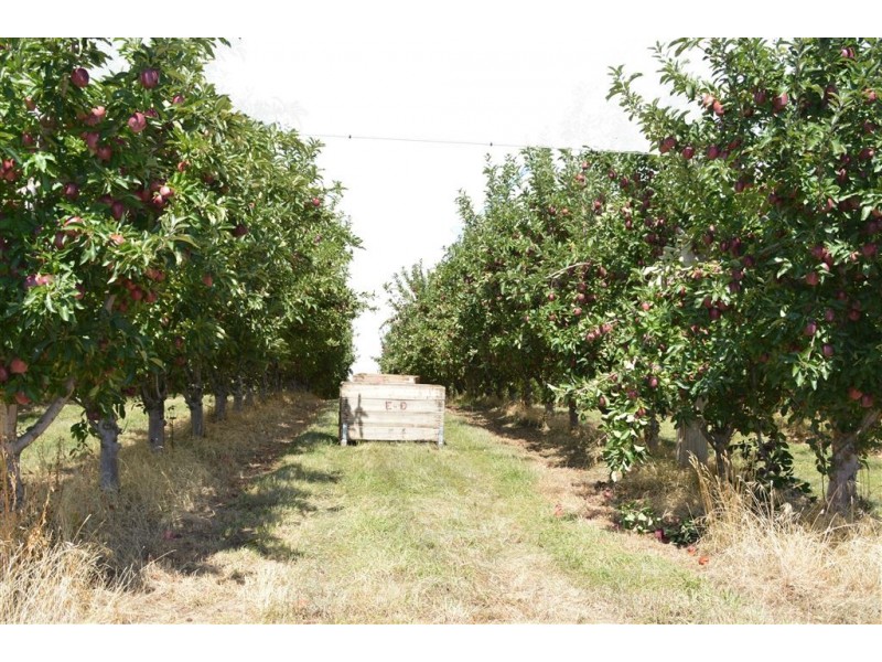 Orana 351 Willigobung Road, Tumbarumba NSW 2653